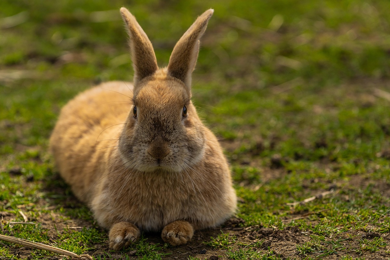 Rabbit That Looks Too Much Like a Pet (image credits: pixabay)