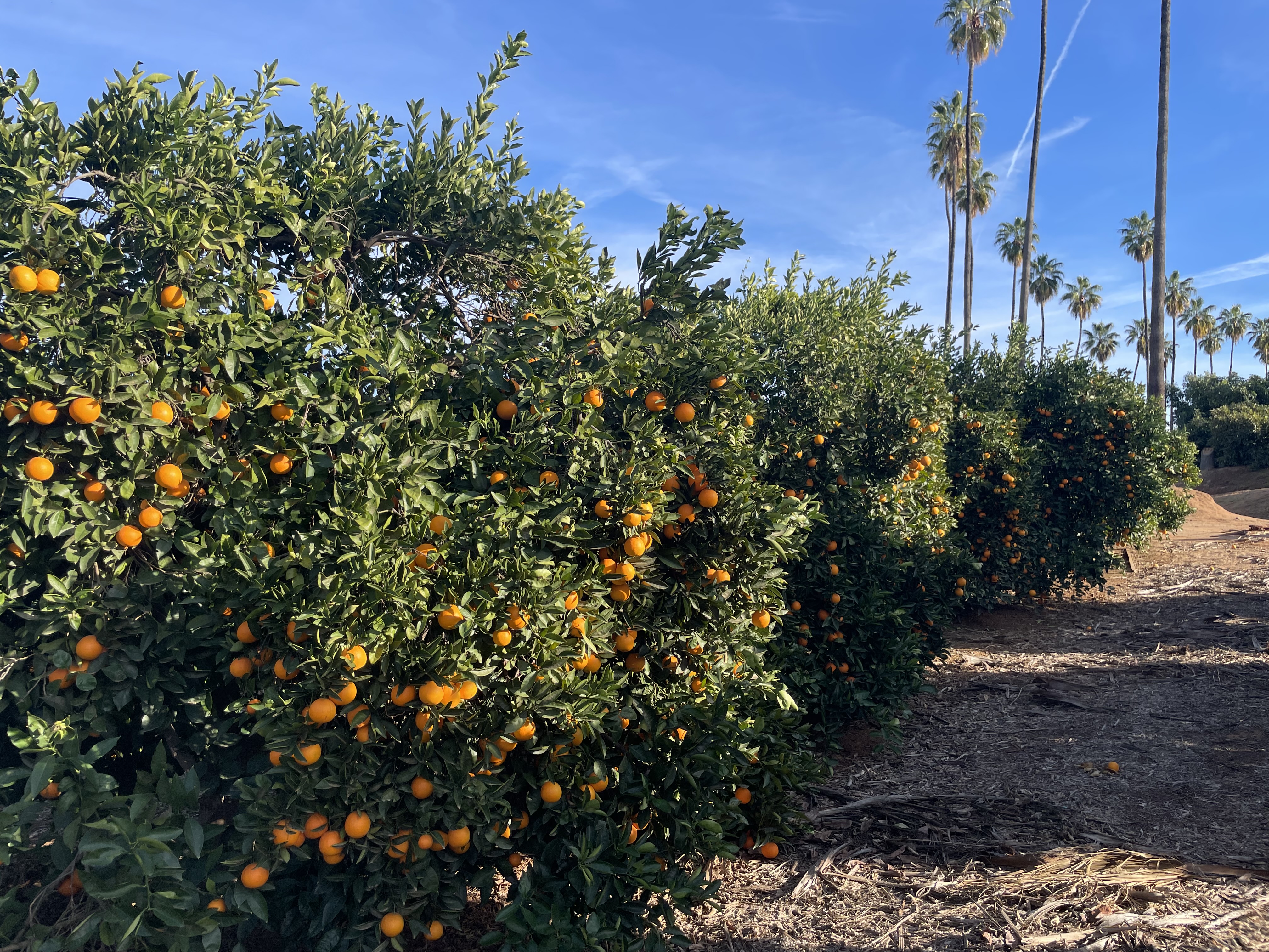 California’s Fruit Farmers Get a Second Wind (image credits: wikimedia)