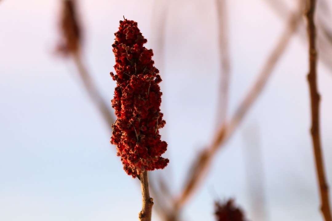 Sumac: The Mediterranean's Best-Kept Tangy Secret (image credits: unsplash)