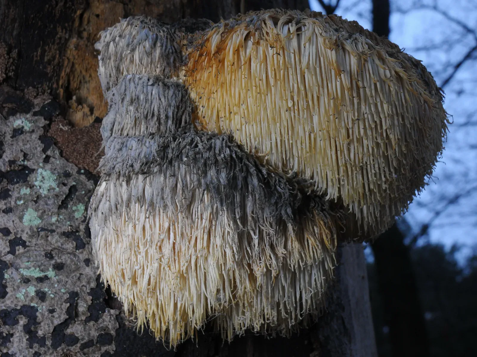 Lion's Mane and the Brain Focus Question (By Henk Monster, CC BY 3.0)