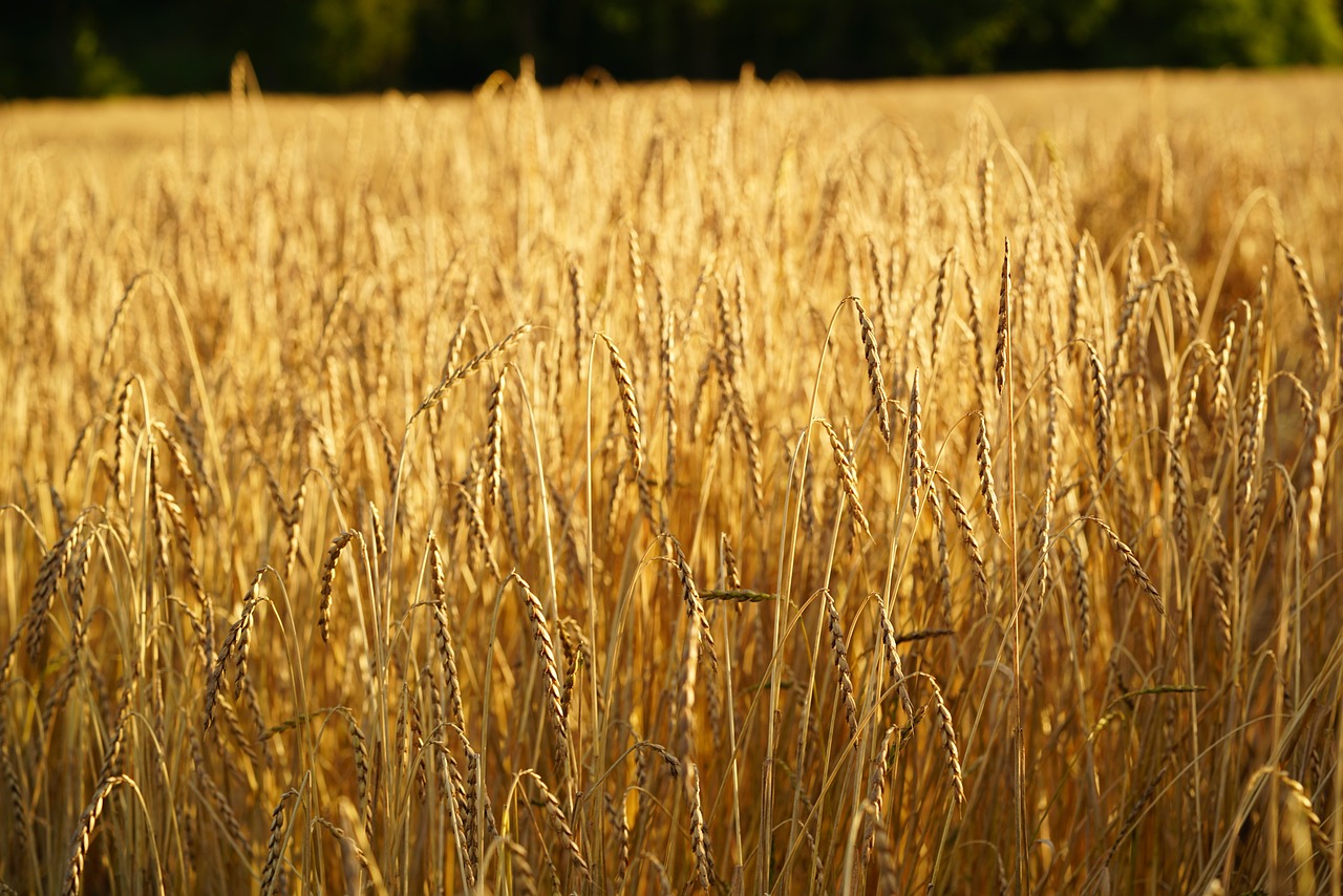 The Environmental Impact of Spelt (image credits: pixabay)
