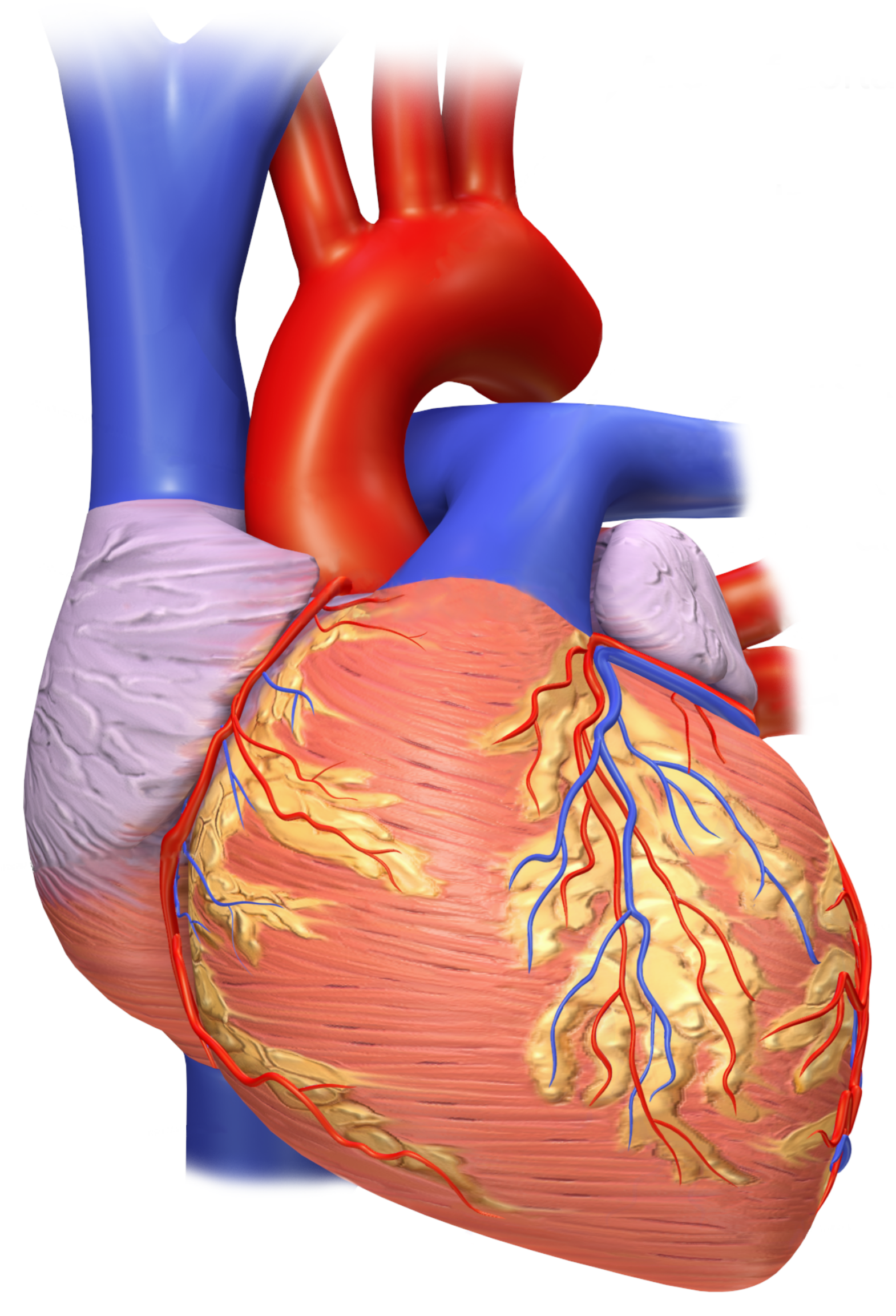 Heart Health Concerns: Fats and Cholesterol (image credits: wikimedia)