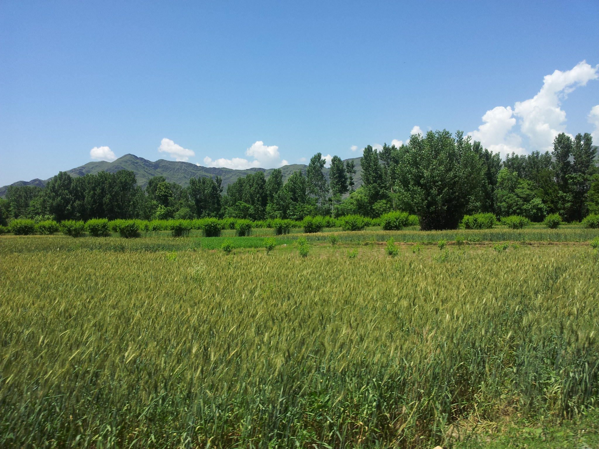 Pakistan: Balancing Food and Development (Image Credits: Wikimedia)