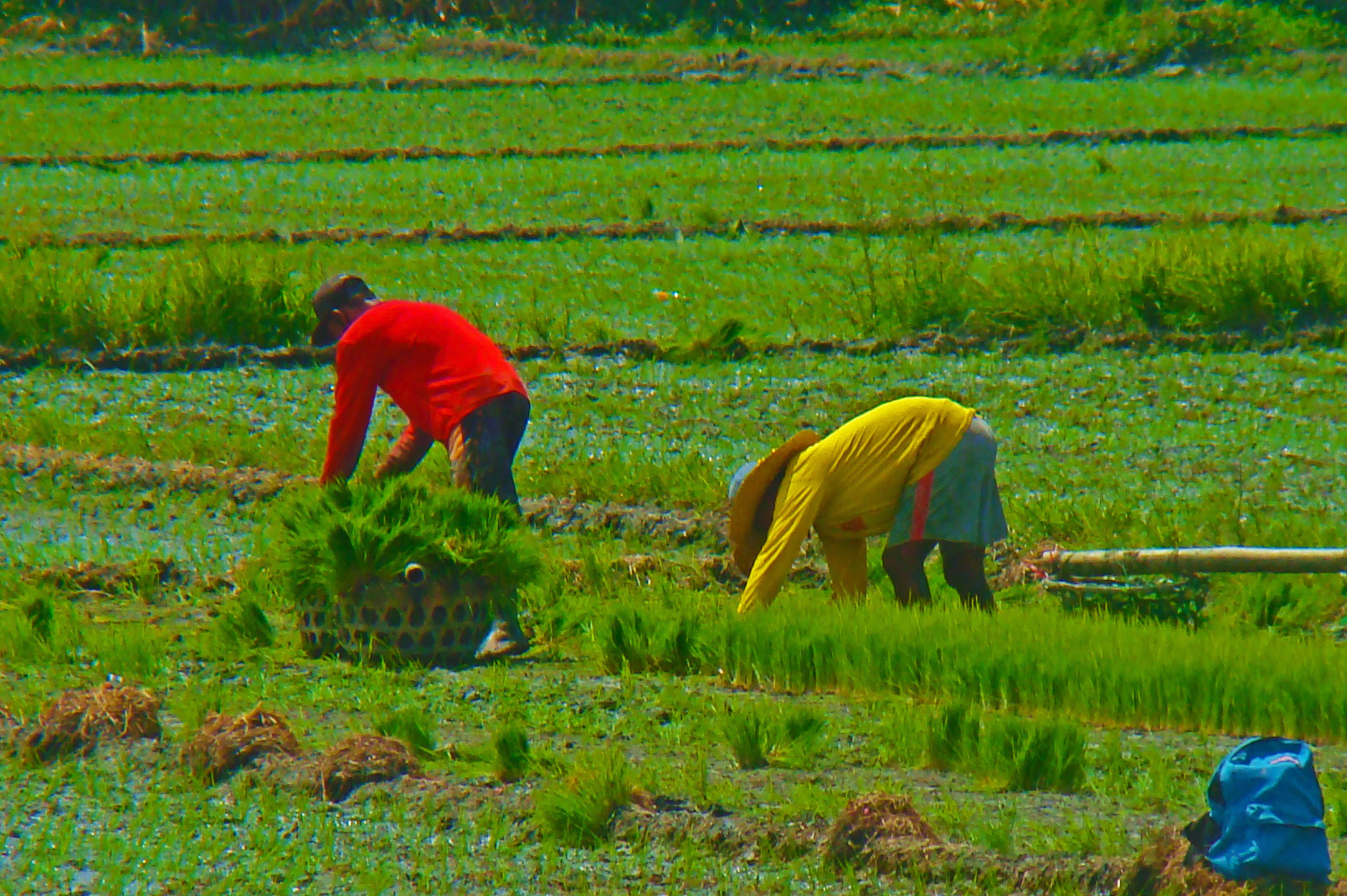 Philippines Leads Asian Import Growth (Image Credits: Wikimedia)