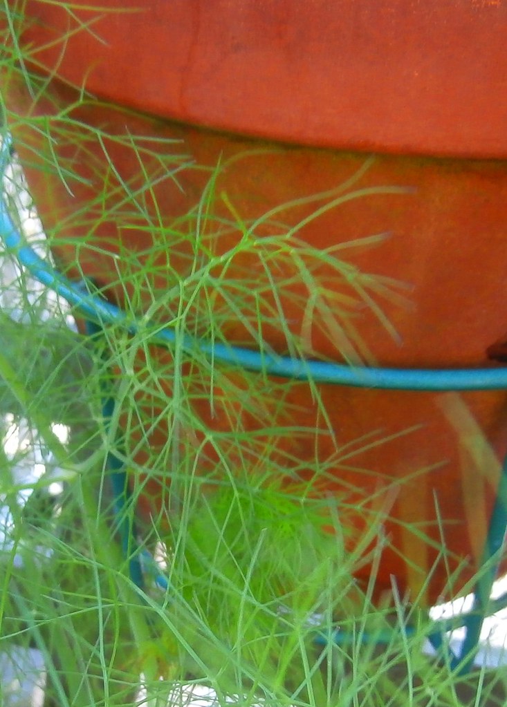 Fennel: The Digestive System's Guardian (image credits: flickr)