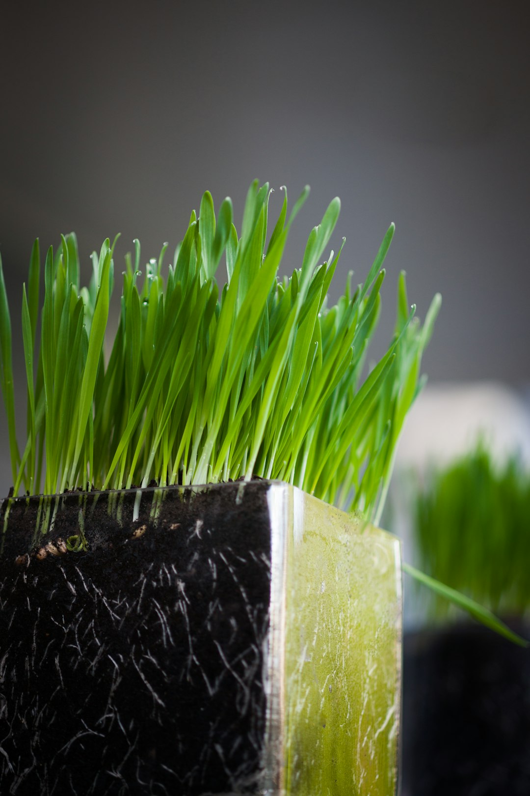 Wheatgrass: Not the Miracle Shot (image credits: unsplash)