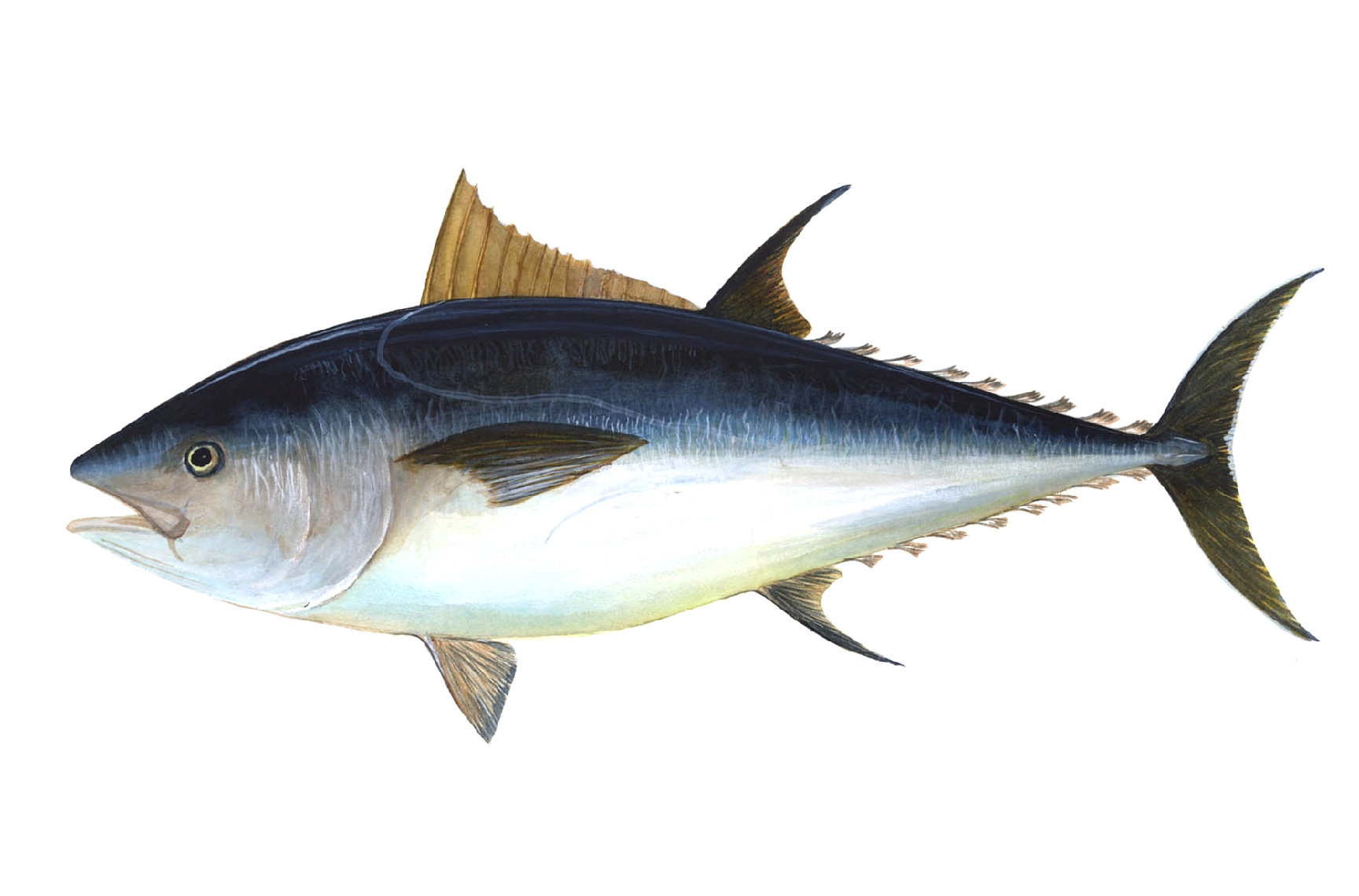 Bluefin Tuna (image credits: wikimedia)