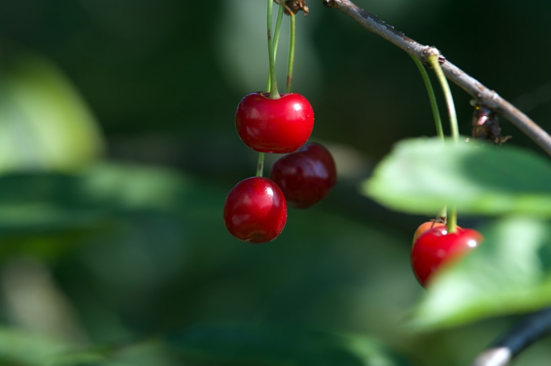 Cherries: Melatonin + Anti-Aging (image credits: unsplash)