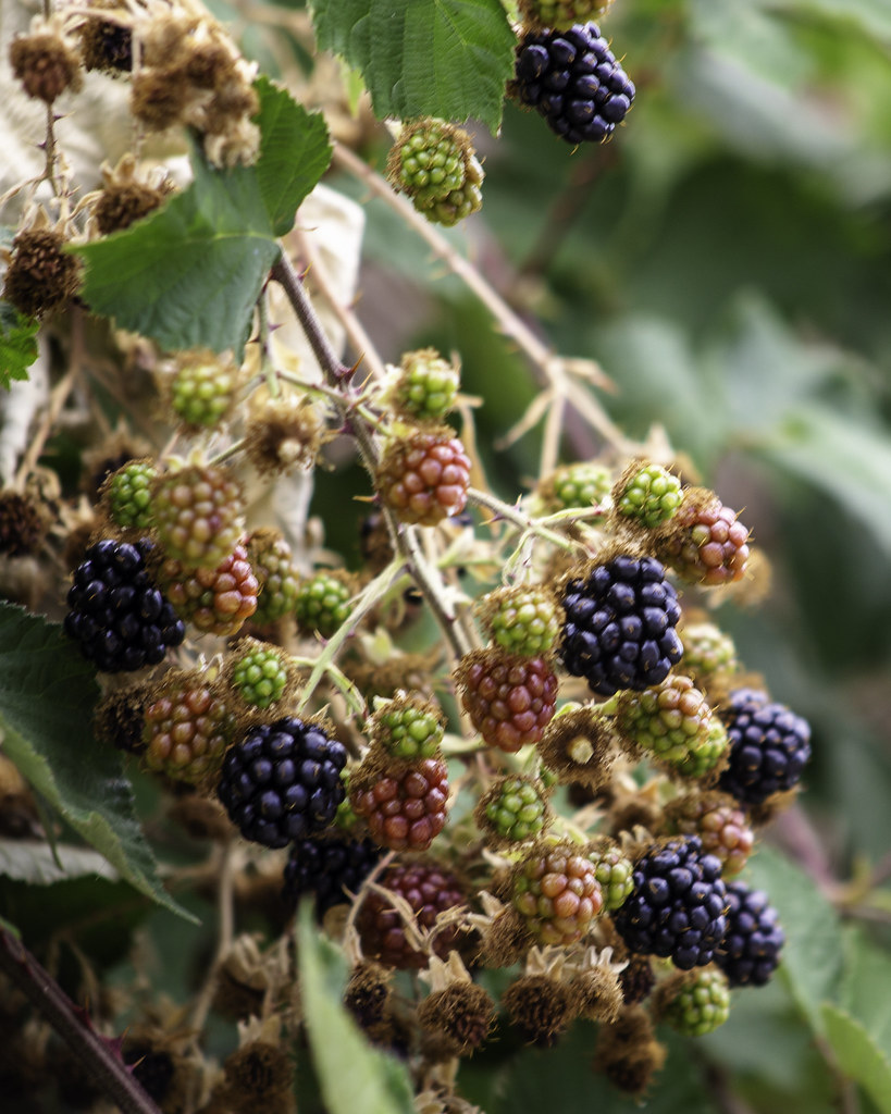 Stress-Busting Brain Food (image credits: flickr)