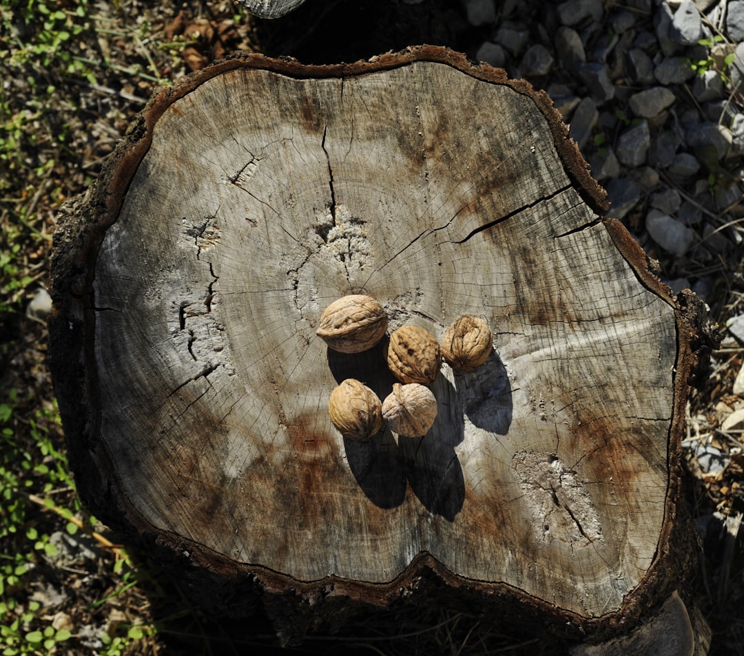 Hazelnuts: The Sweet and Nutty Antioxidant (image credits: unsplash)