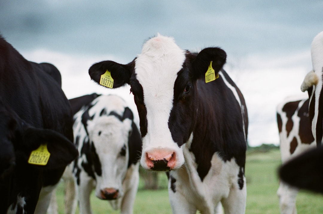Milk with rBGH Growth Hormone (image credits: unsplash)