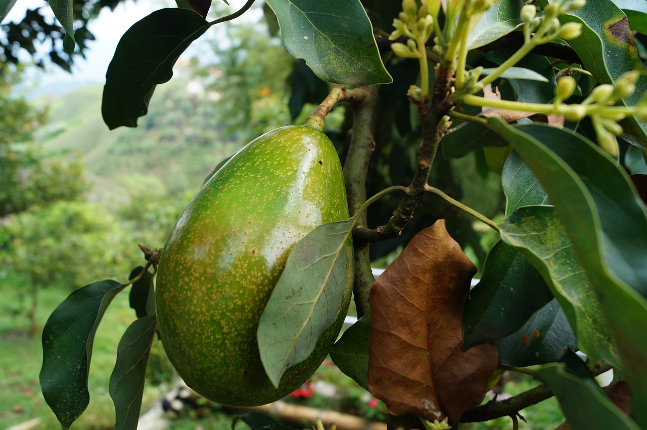 8. Avocado: Healthy Fats for High-Functioning Minds (image credits: pixabay)
