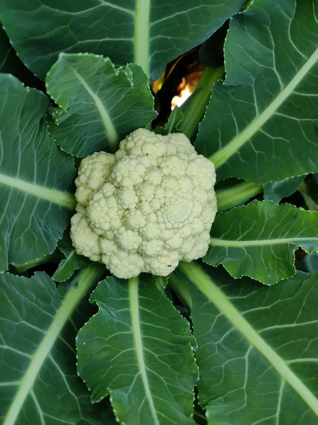 6. Cauliflower "Everything": The Vegetable That Tried to Be Everything (Image Credits: Unsplash)
