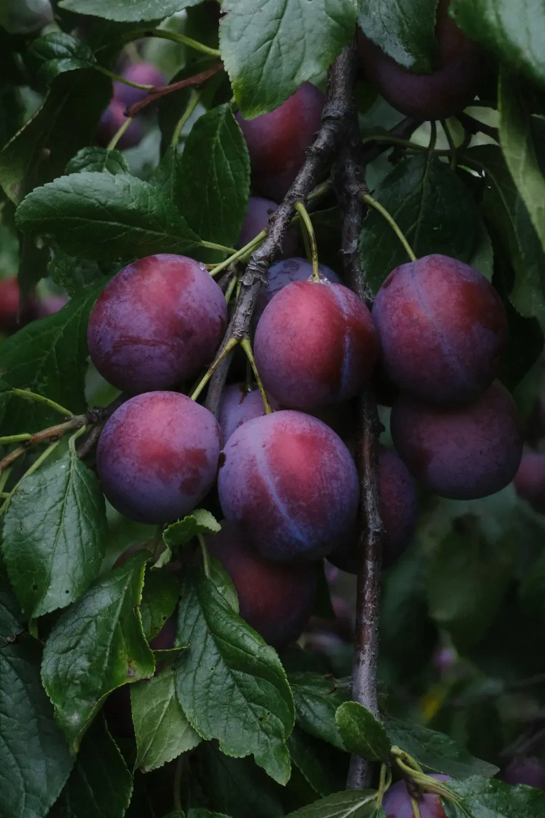 Chickasaw Plum: The Southern Hedgerow Staple (Image Credits: Unsplash)