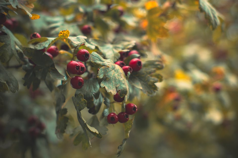 The Charm of Alaskan Wild Berries (image credits: pexels)
