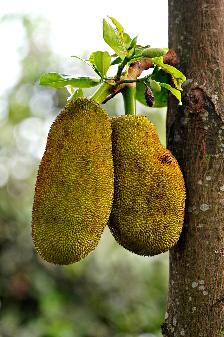 The Rise of Jackfruit in Plant-Based Diets (image credits: pixabay)