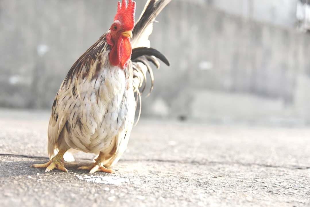 Chlorine-Washed Chicken (image credits: unsplash)