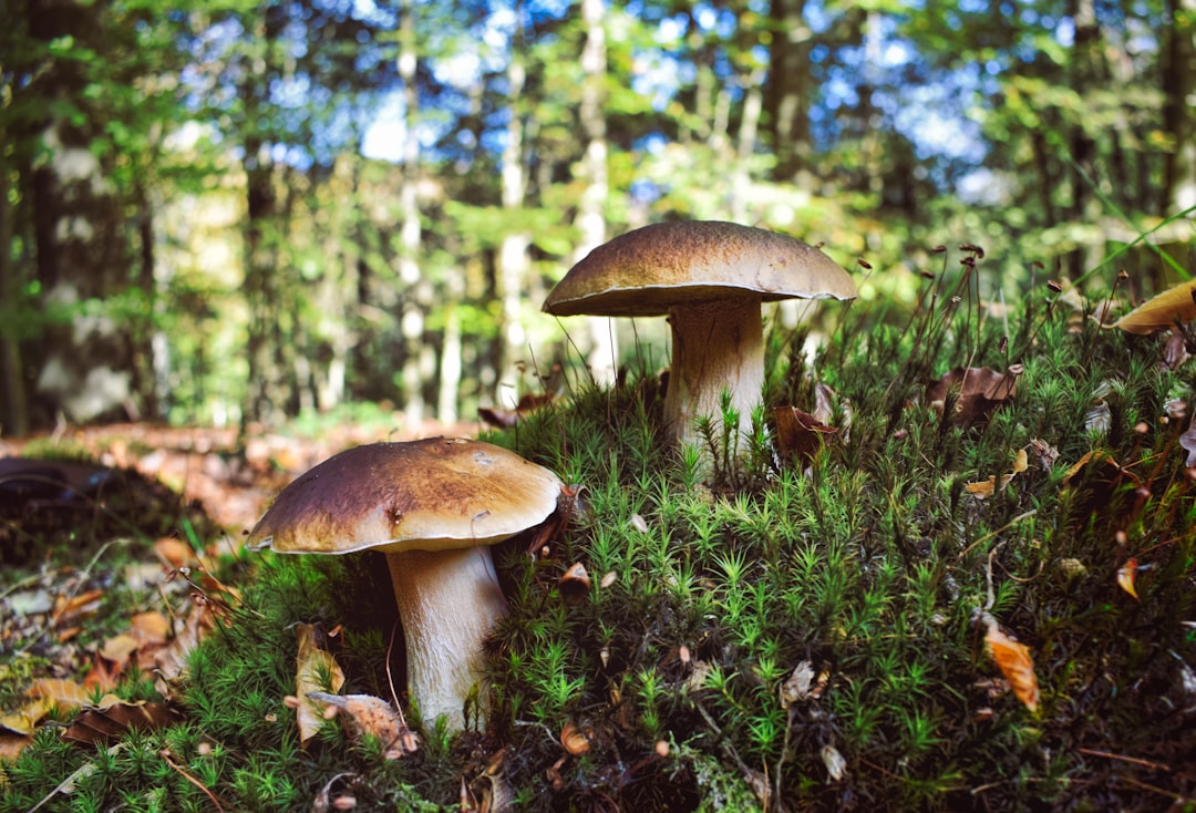 Porcini Mushrooms - The Italian Royalty (image credits: unsplash)