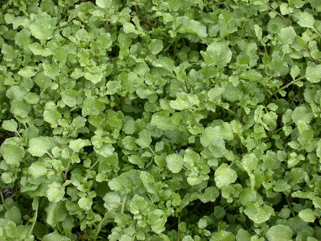Watercress - The Aquatic Wonder (image credits: flickr)