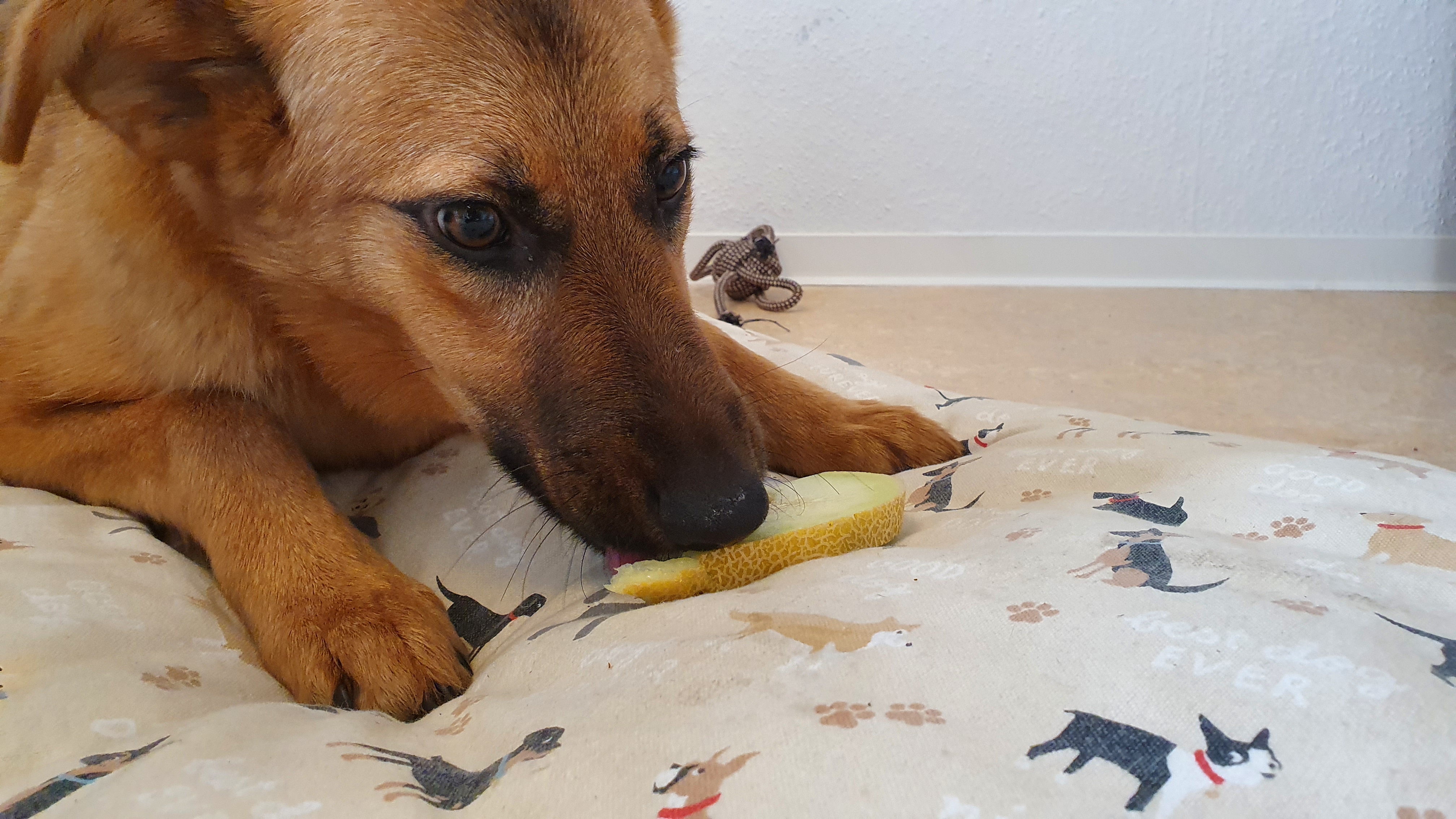 Vegetarian and Vegan Diets for Dogs (image credits: wikimedia)