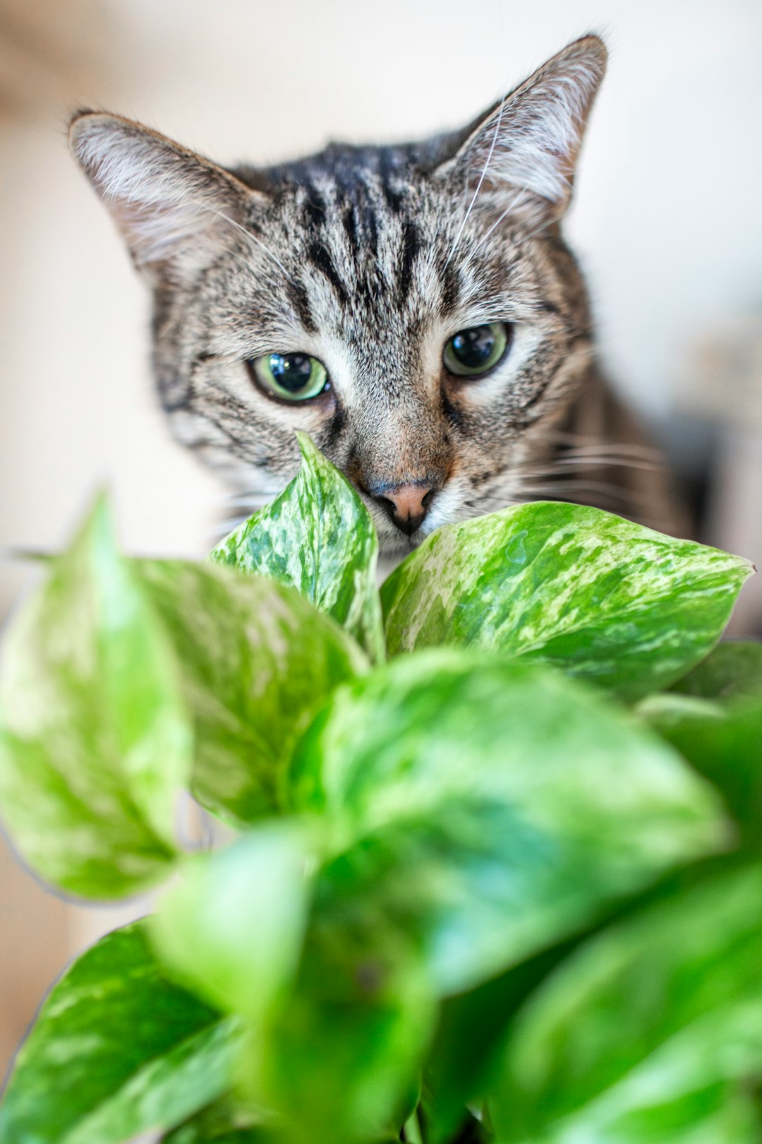 Vegetarian and Vegan Cat Foods: Nutritional Deficiencies and Digestive Risks (image credits: unsplash)