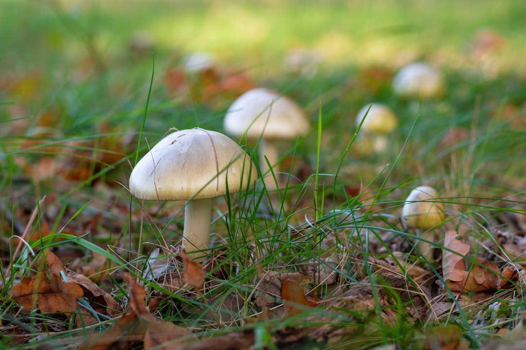 Death Caps: The Mushroom Executioner (image credits: unsplash)