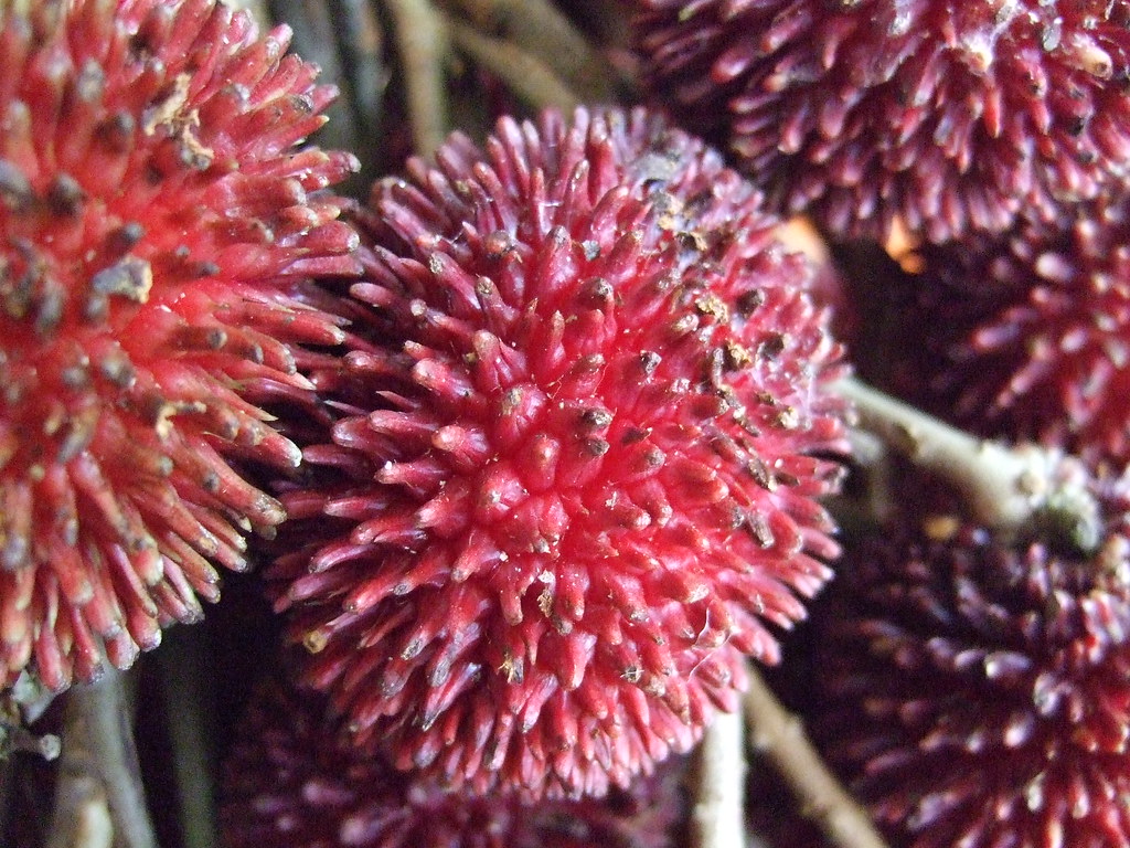 Pulasan - The Rare Rambutan Cousin (Image Credits: Flickr)