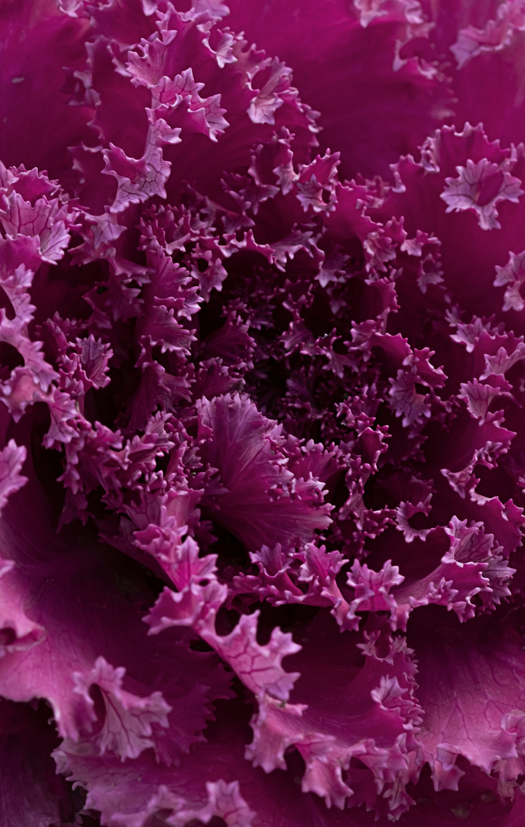 Red Cabbage (image credits: unsplash)