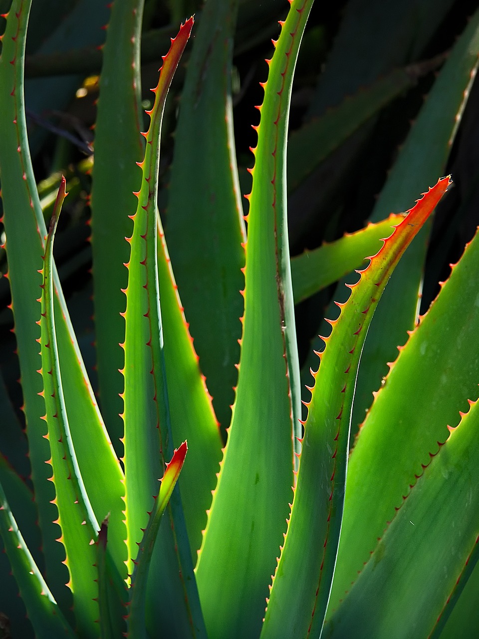 4. Aloe Vera Juice (image credits: pixabay)