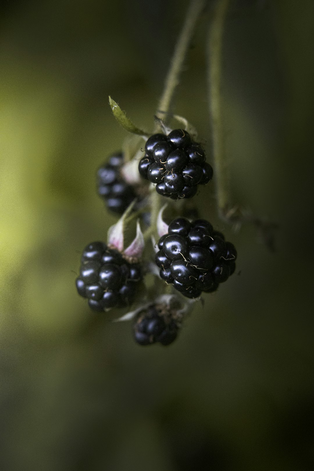 Blackberries: The Newly Discovered Problem Child (image credits: unsplash)