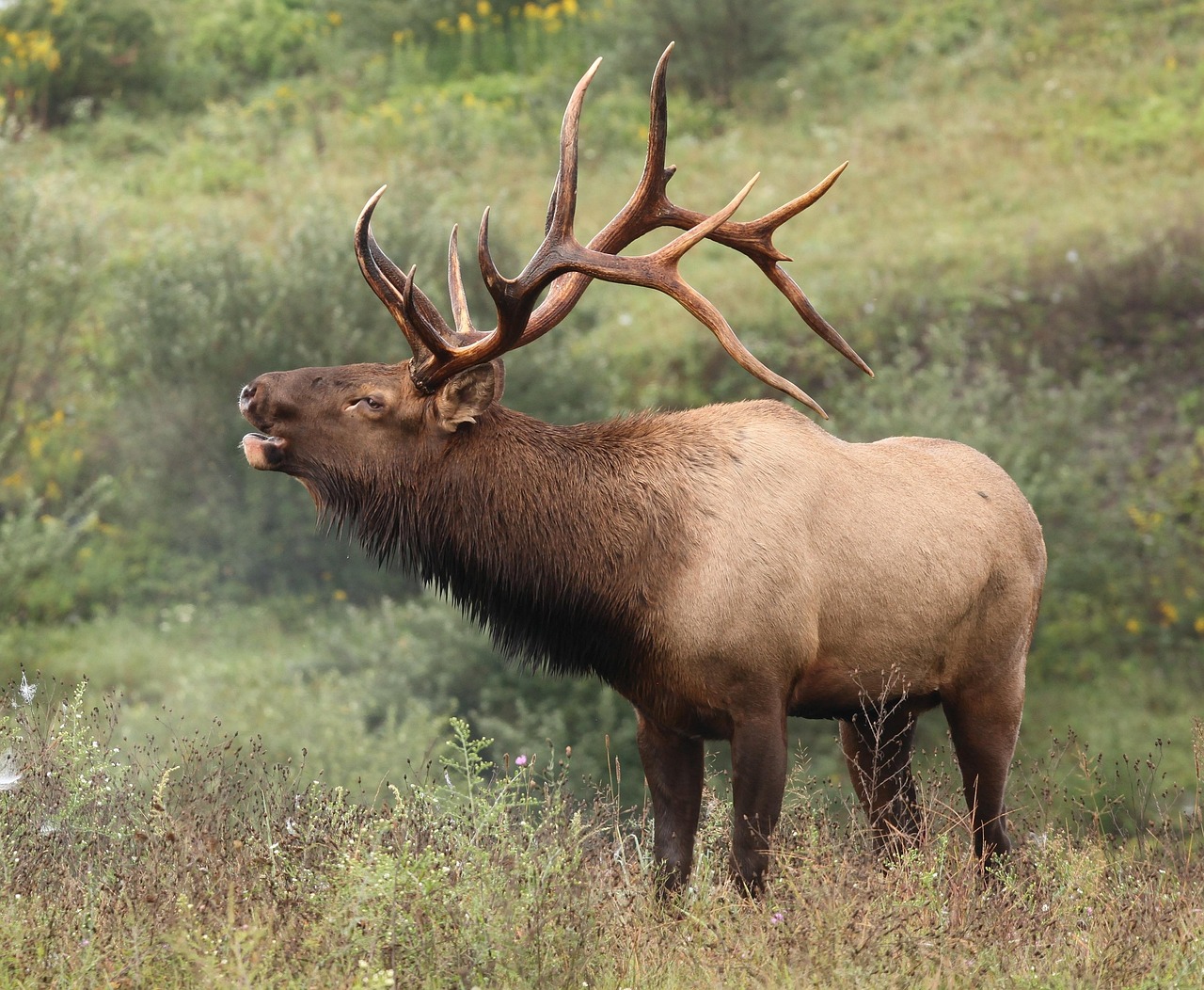 Elk: A Heart-Healthy Alternative (image credits: pixabay)