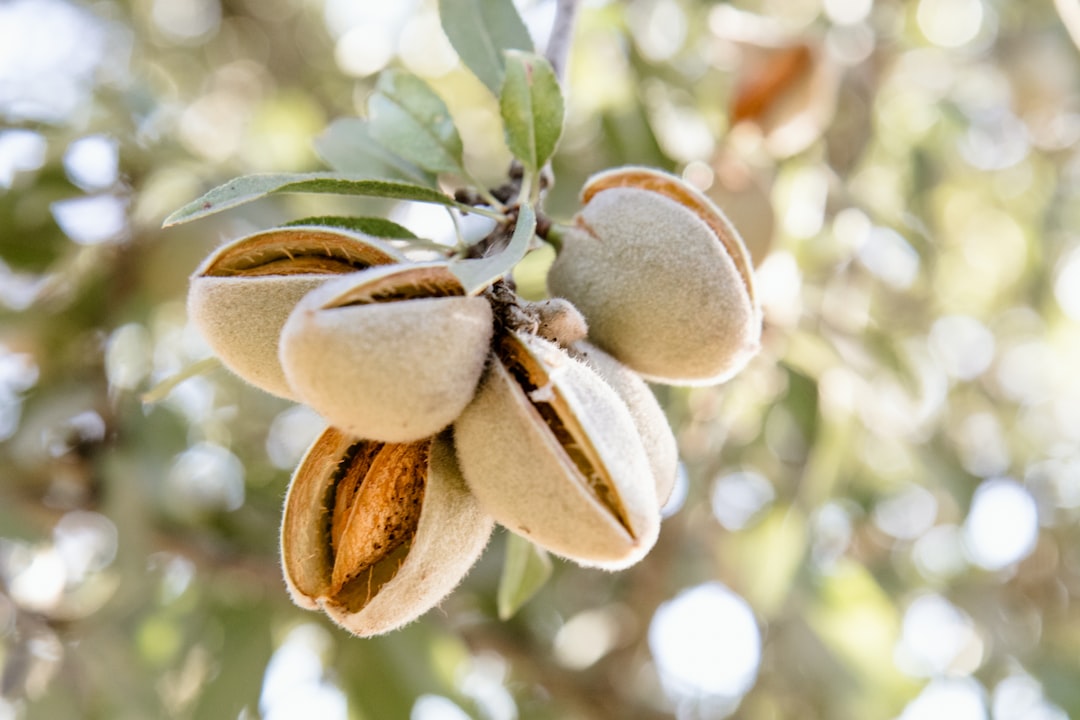 Almonds: A Domestic Crop Vulnerable Abroad (image credits: unsplash)