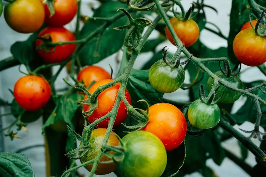 Food #1: Tomatoes (Image Credits: Unsplash)