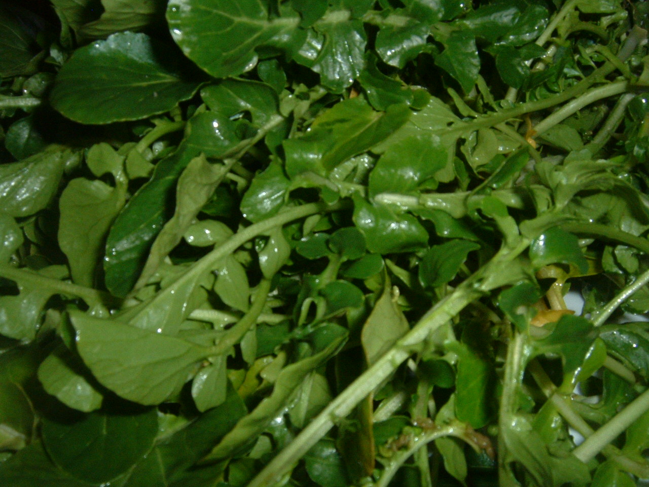 Watercress (image credits: wikimedia)