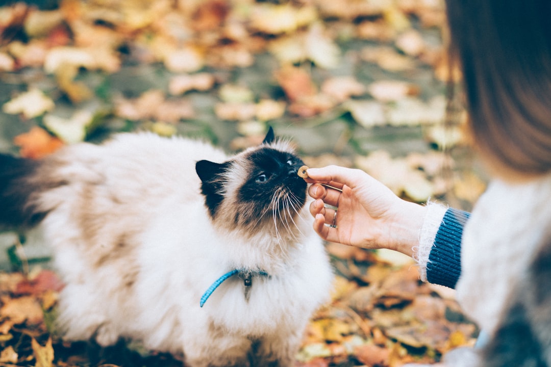 Overdoing the Treats (image credits: unsplash)