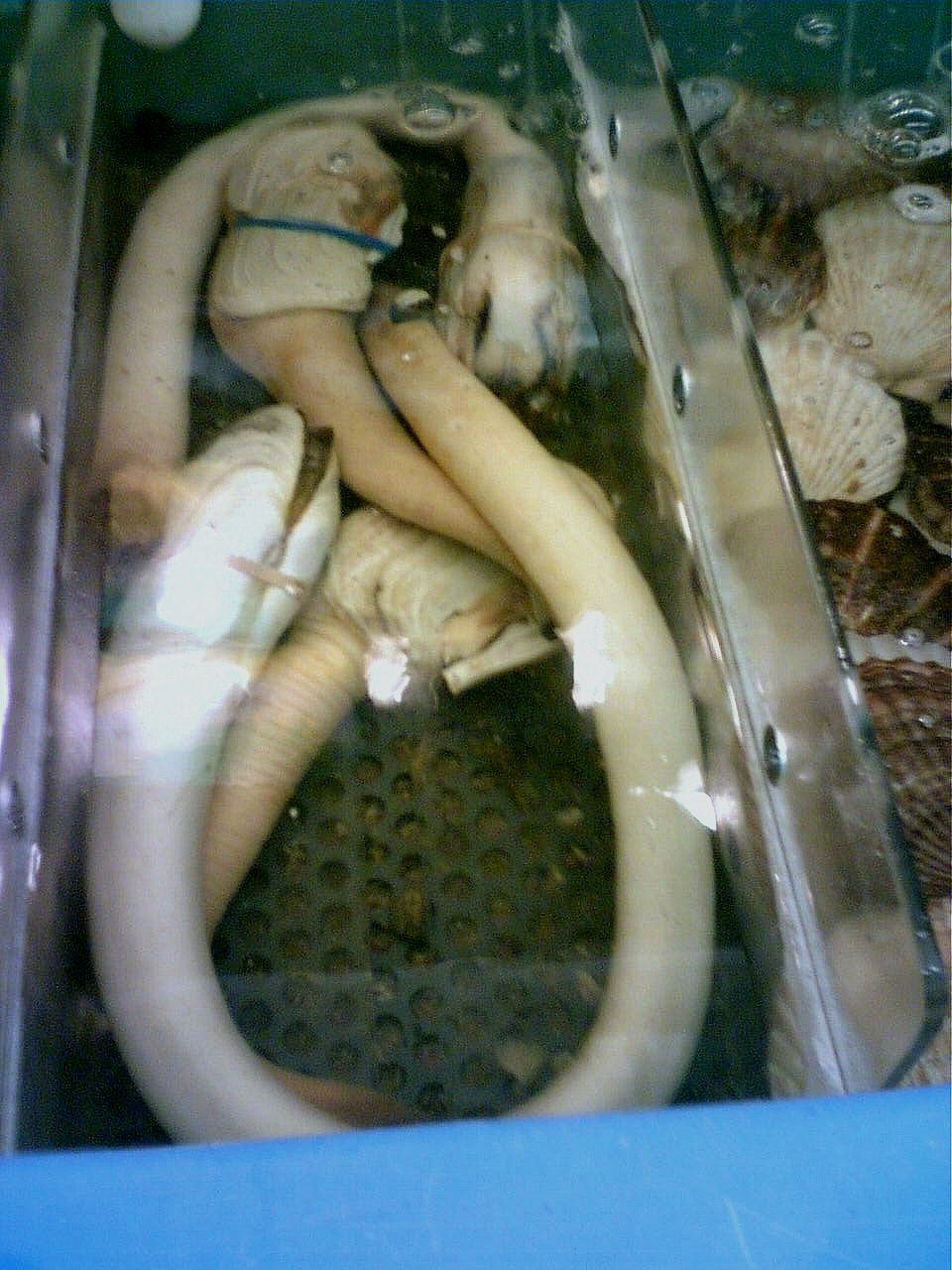 Geoduck Clams: A Luxury Seafood Item in Turmoil (image credits: wikimedia)