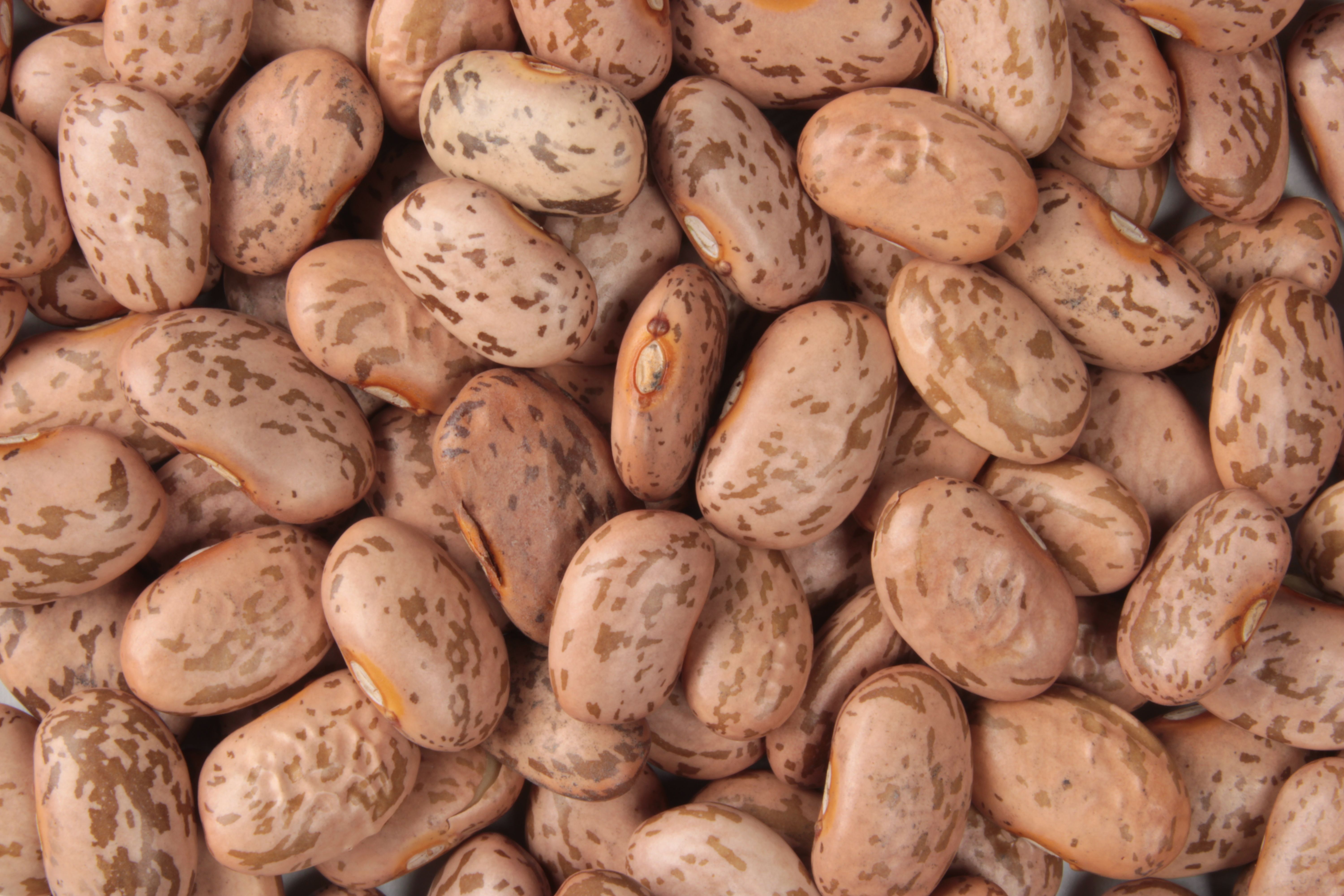 6. Pinto Beans: A Flavorful Legume (image credits: wikimedia)