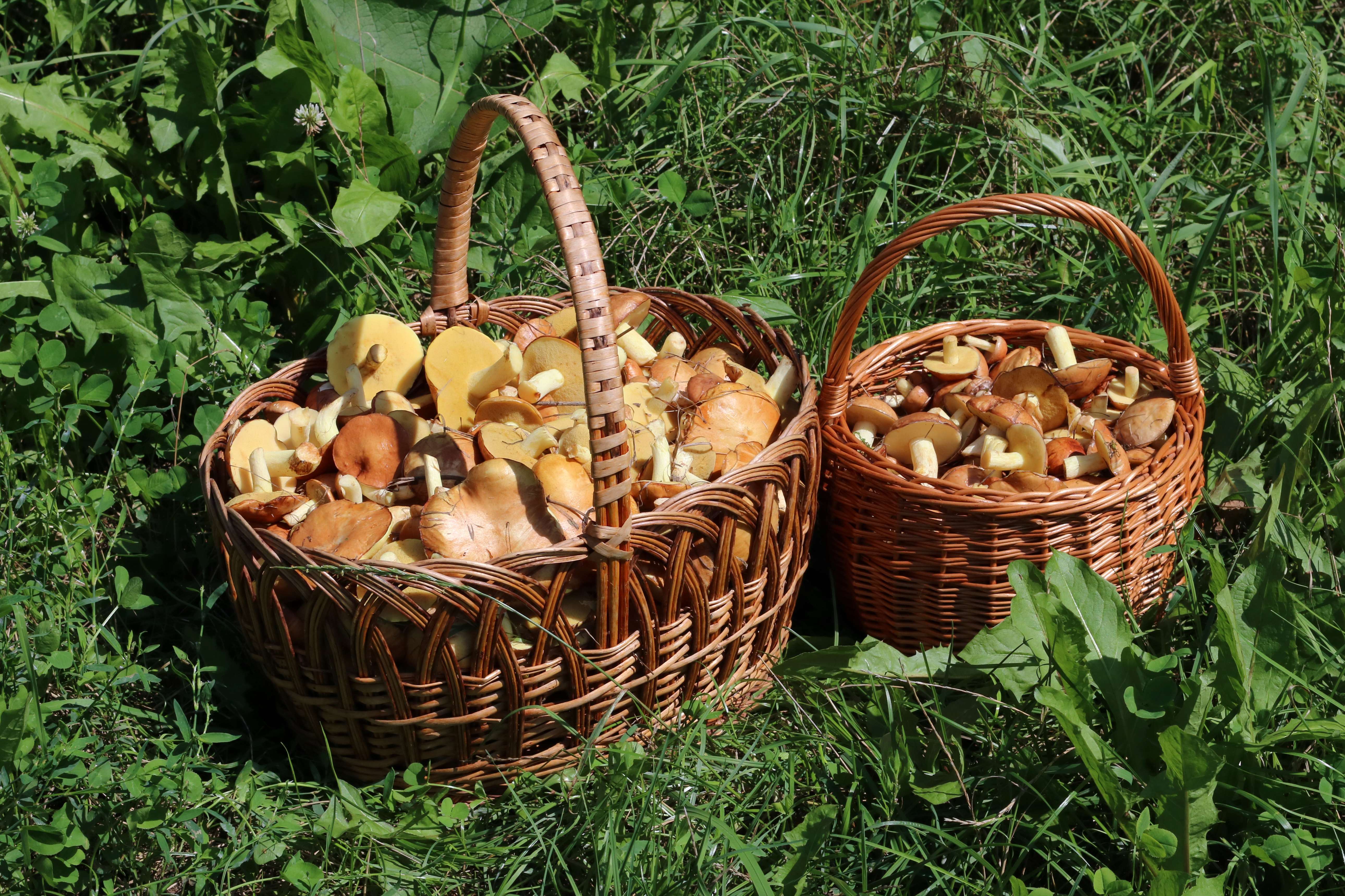 7. Mushrooms: Natural Immunity Enhancers (image credits: wikimedia)