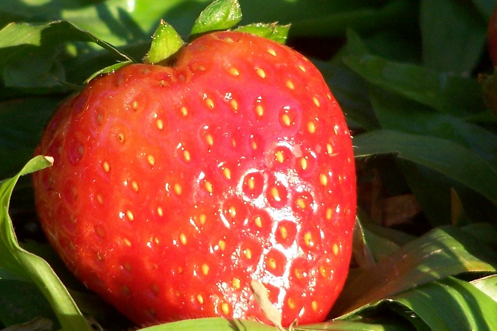 Berries - Small Fruits, Big Impact (image credits: flickr)