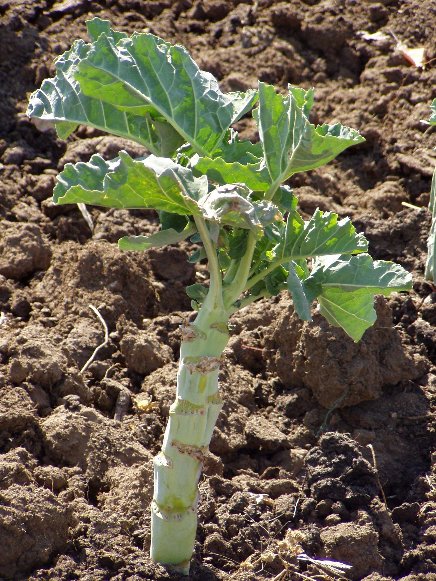 3. Crop Failures Linked to Climate Change (image credits: wikimedia)