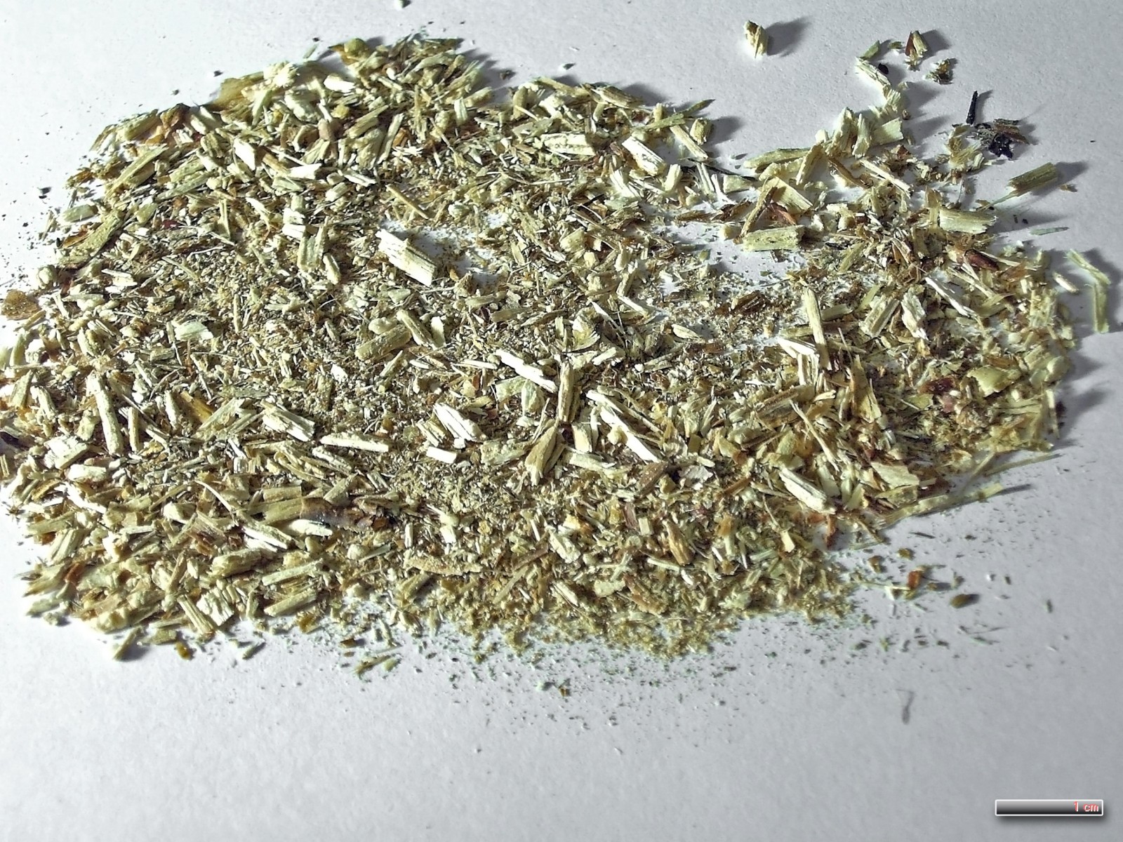 Willow Bark: Nature’s Aspirin (image credits: wikimedia)
