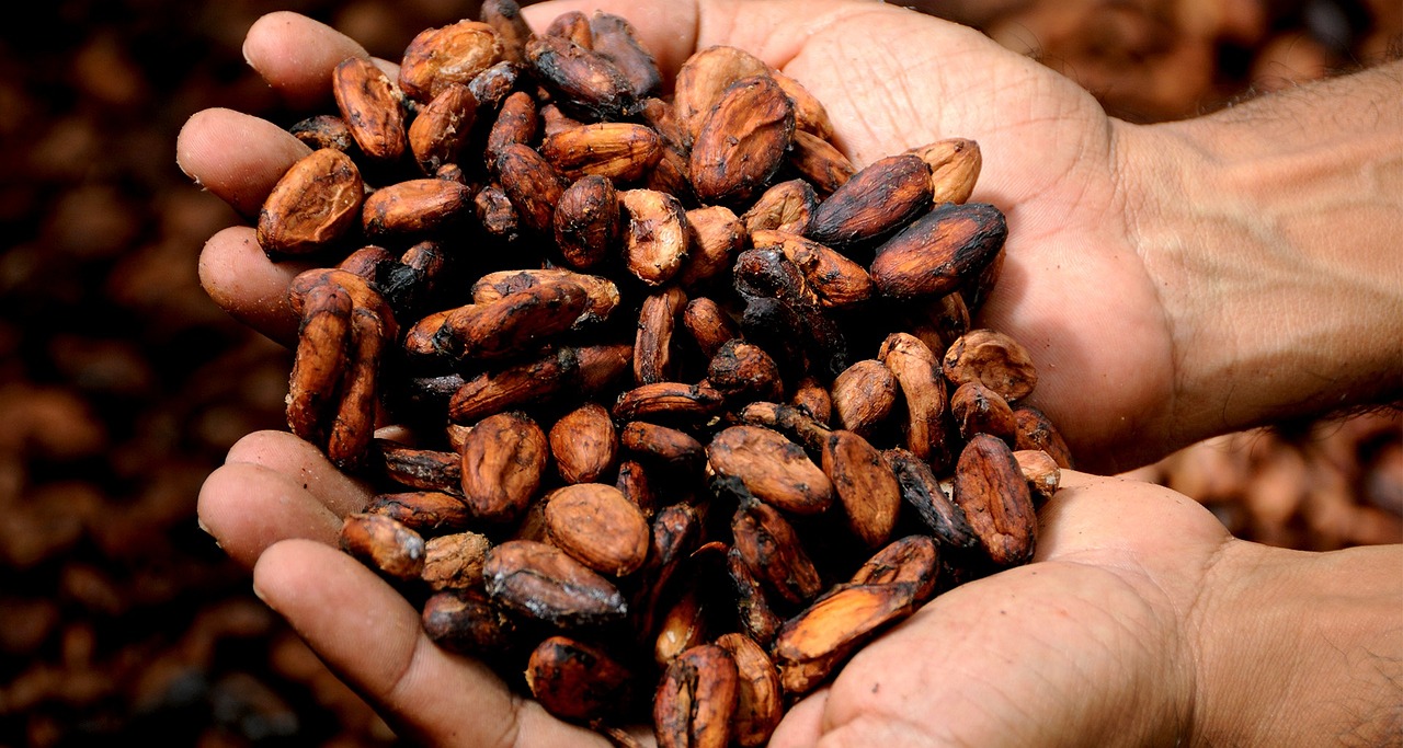 Nigeria Emerges as Major Cocoa Bean Export Hub (Image Credits: Pixabay)