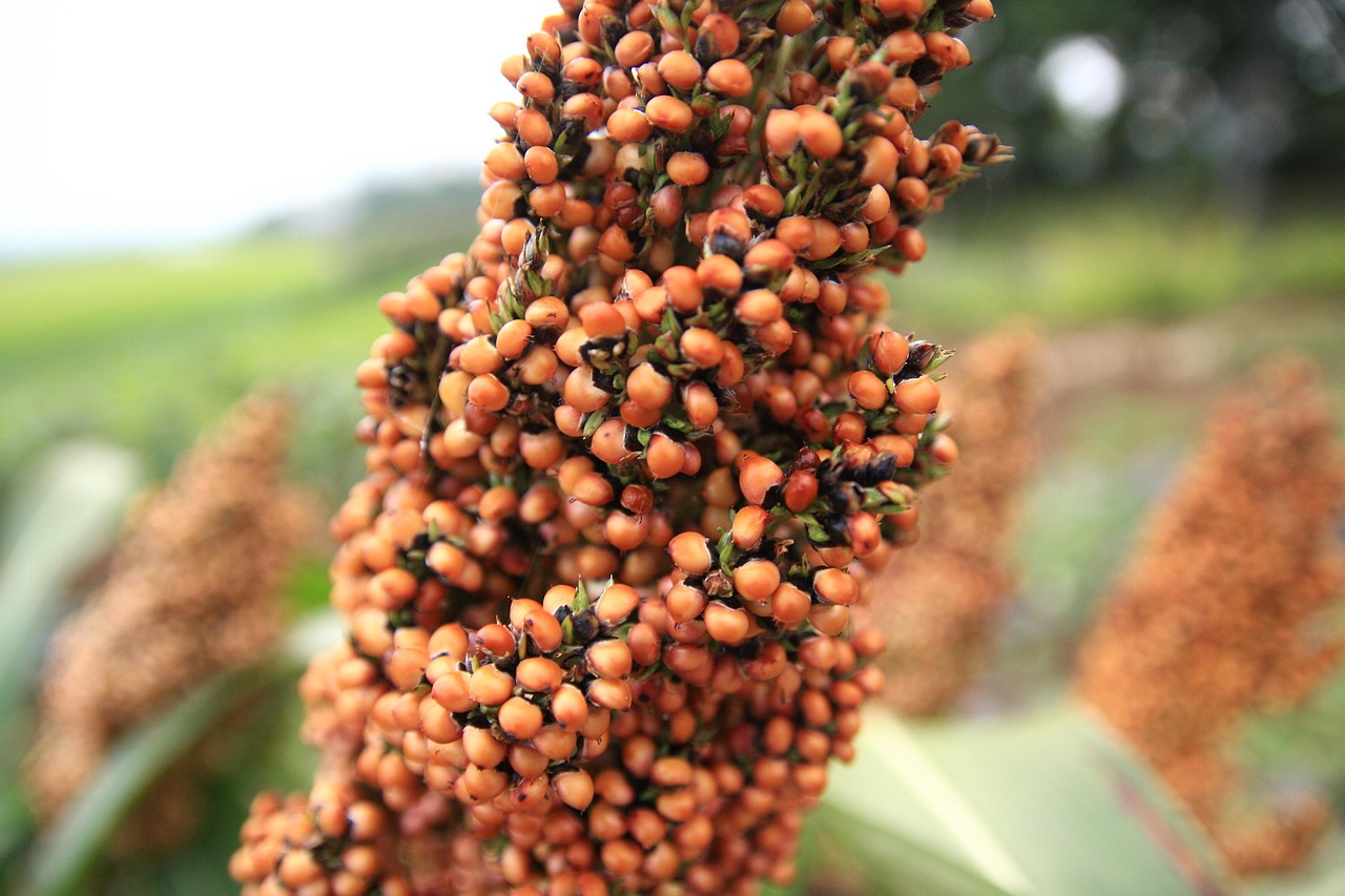 Sorghum (image credits: pixabay)