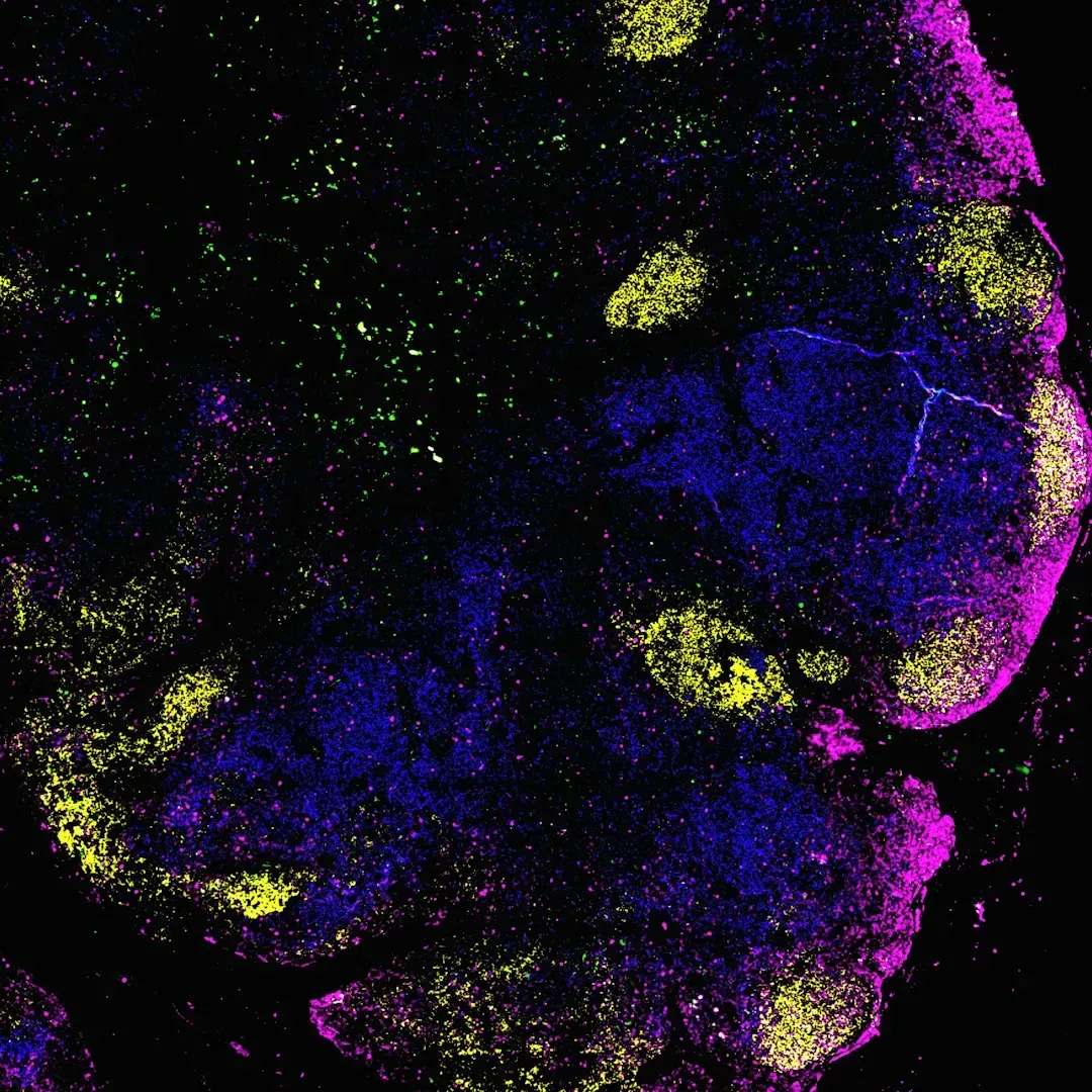 Satiety Neurons That Flip Into Reward Mode (Image Credits: Unsplash)