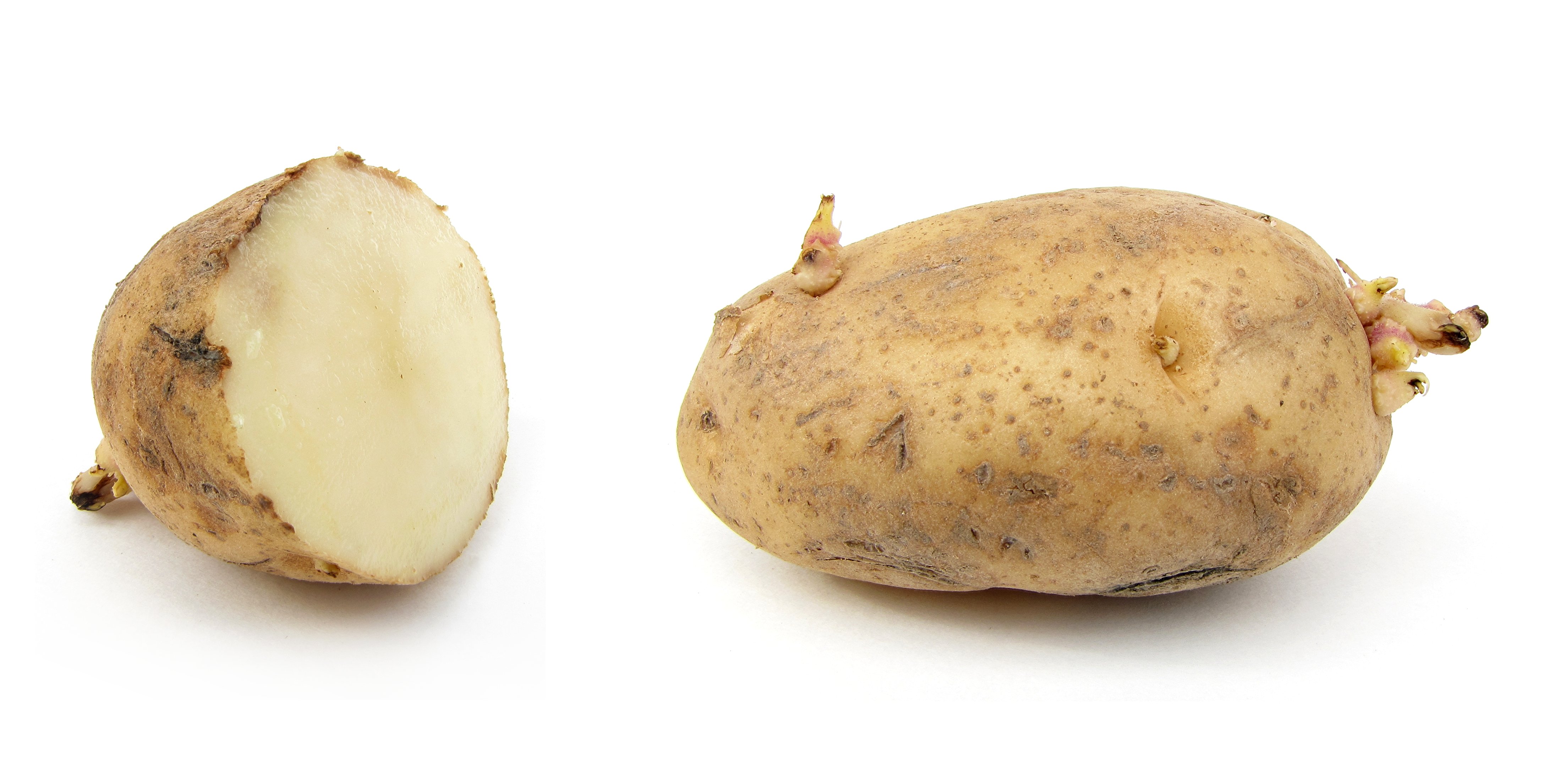 Sprouted Potatoes - When Nature's Defense Turns Dangerous (image credits: wikimedia)