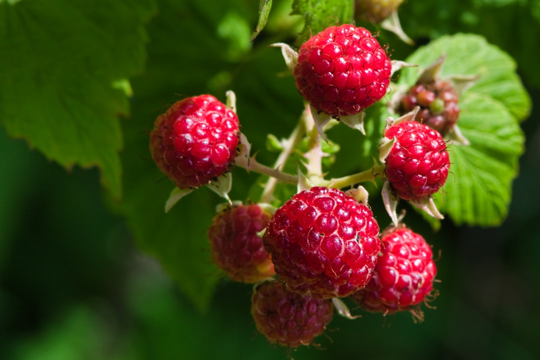 Enjoy Raspberries (image credits: unsplash)
