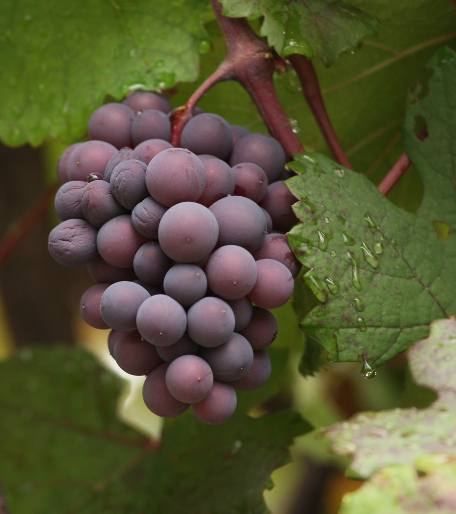 Grapes Are Hydrating Antioxidant Powerhouses (image credits: flickr)