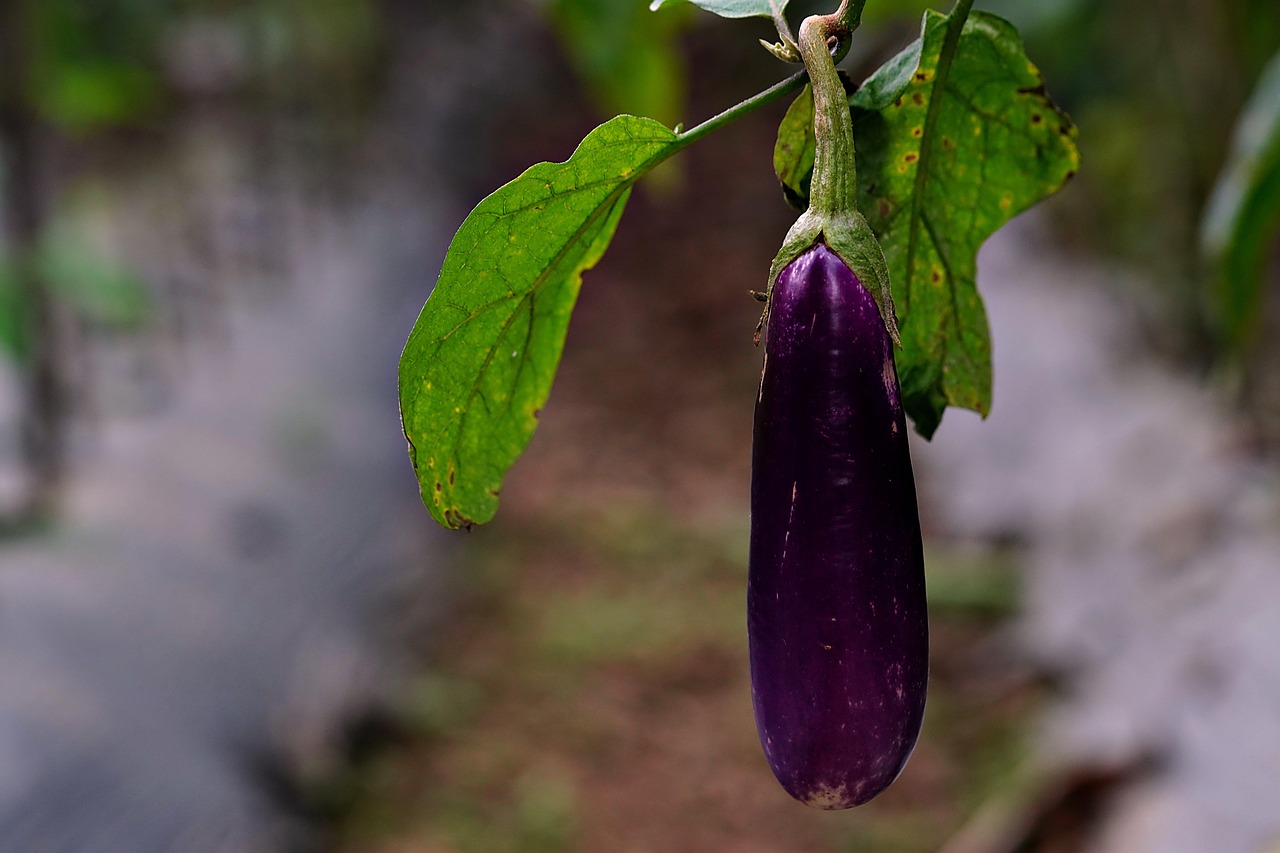 4. Eggplant: The Forgotten Vegetable (image credits: pixabay)