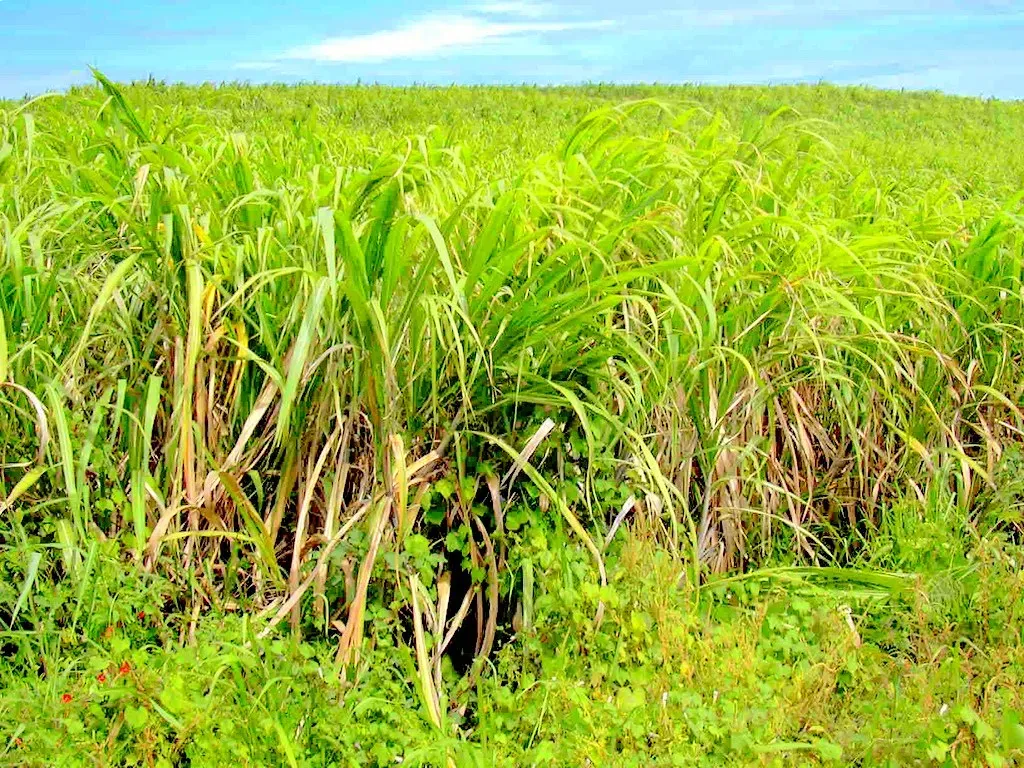 Sugar (Image Credits: Flickr)