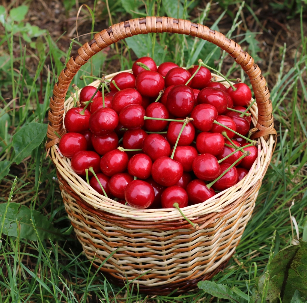 Cherries (Sweet): The Sneaky Sugar Hit (image credits: rawpixel)